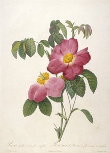 Rosa Gallica rosea flora simplici ، Rosier de Provins مع زهور وردية وحيدة ، من La Couronne Des Roses ، 1817-24 (نقش يدوي ملون)