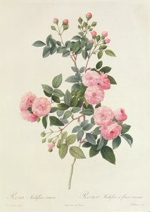 Rosa Multiflora Carnea بواسطة بيير جوزيف ريدوت