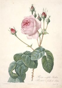 Rosa centifolia Bullata ، Lettuce Rose ، من Les Roses ، 1817-24 (نقش بخط اليد) بواسطة بيير جوزيف ريدوت