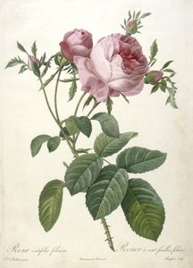 Rosa centifolia foliacea، Rosier a cent feuilles، foliace، from Les Roses، 1817-24 (نقش إبريق ملون)