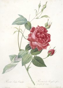 Rosa indica cruenta ، وردة البنغال مع زهور أرجوانية الدم ، من Les Roses ، 1817-24 (نقش بخط اليد) بواسطة بيير جوزيف ريدوت