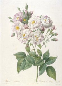 Rosa noisettiana ، Rosier by Philippe de Noisette ، من La Couronne des Roses ، 1817-24 (نقش نقش ملون يدويًا) بواسطة بيير جوزيف ريدوت