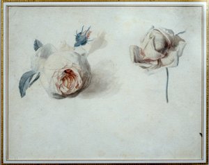 دراسة الورود المائية بواسطة بيير جوزيف ريدوت (1759-1840) مالميزون القرن التاسع عشر ، متحف القصر. بواسطة بيير جوزيف ريدوت