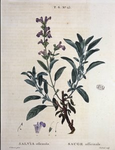 Sage officinale - في "" New Duhamel أو معاهدة الأشجار والقشور التي تغوص في فرنسا "، رسومات من PJ Redouté و P. Bessa ، باريس بواسطة بيير جوزيف ريدوت