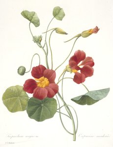 Tropaeolum majus (Garden Nasturtium) ، 1827 بواسطة بيير جوزيف ريدوت