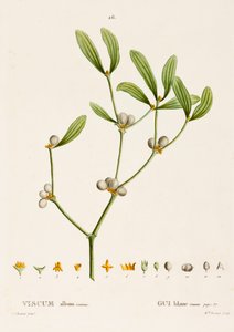 ألبوم فيرونيكا L. Mistletoe ، c1800-1830. بواسطة بيير جوزيف ريدوت