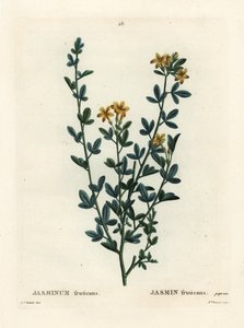 Wild or yellow Jasmine, Jasminum fruticans. Handcoloured stipple engraving by Miss Brenet after an illustration by Pierre-Joseph Redoute from Henri Louis Duhamel du Moncel