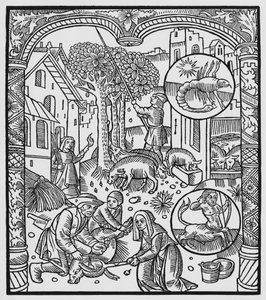 نوفمبر ، قتل الخنازير وحصاد الجوز ، برج العقرب ، رسم توضيحي من &39;Almanach des Bergers&39; ، 1491 (xylograph)