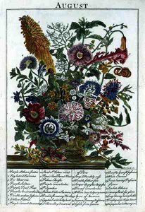 أغسطس ، من "حديقة الزهور المعروضة" بقلم روبرت فوربر (1674-1756) ، نقشها جيمس سميث ، حانة. 1732 (نقش ملون)