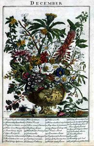 ديسمبر ، من "حديقة الزهور المعروضة" بقلم روبرت فوربر (1674-1756) ، نقشها جيمس سميث ، حانة. 1732 (نقش ملون)