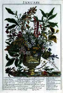 يناير ، من "حديقة الزهور المعروضة" بقلم روبرت فوربر (1674-1756) ، نقشها جيمس سميث ، حانة. 1732 (نقش ملون)