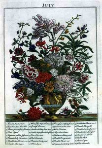 يوليو ، من "حديقة الزهور المعروضة" بقلم روبرت فوربر (1674-1756) ، نقشها جيمس سميث ، حانة. 1732 (نقش ملون)