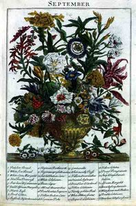 سبتمبر ، من "حديقة الزهور المعروضة" بقلم روبرت فوربر (1674-1756) ، نقشها جيمس سميث ، حانة. 1732 (نقش ملون)