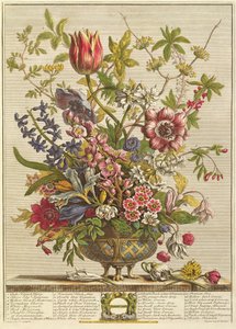 فبراير ، من "اثنا عشر شهرًا من الزهور" لروبرت فوربر (c.1674-1756) منقوش بواسطة هنري فليتشر (نقش الألوان)
