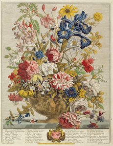 يونيو ، من "اثنا عشر شهرًا من الزهور" لروبرت فوربر (c.1674-1756) منقوش بواسطة هنري فليتشر (نقش الألوان)