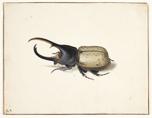 في Herkulesbille (Dynastes Hercules)