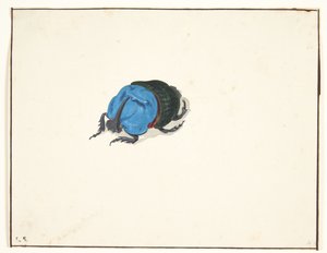 خنفساء وحيد القرن (Scarabaeidae)