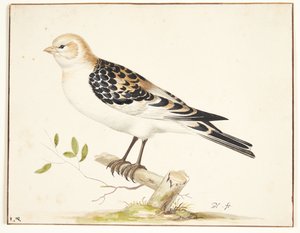 في snespurv (plectrophenax nivalis)