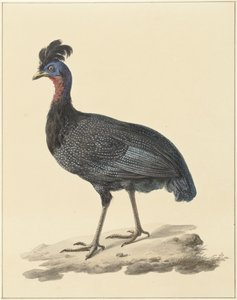 طير غينيا المتوج