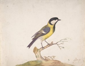 قرقف عظيم جاثم على أحد الغصن ، 1670-1693.