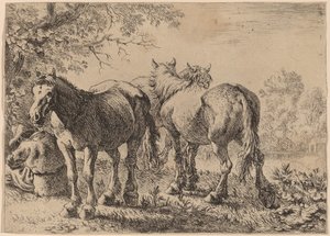 ثلاثة خيول في حقل