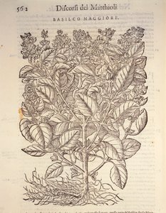 باسل (ocymum basilicum) ، نقش بواسطة Pier Andrea Mattioli بواسطة بيترو أندريا ماتيولي