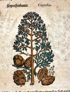 مخروط سايبر. نقش - في "" Kreutterbuch Dess السيد د. بيتري أندريا ماتيولي ذو المعرفة العالية والمشهور "" بقلم بيترو أندريا ماتيولي (ماتيولي) (1500-1577). فرانكفورت بواسطة بيترو أندريا ماتيولي
