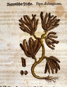 فلفل اثيوبيا. نقش - في "" Kreutterbuch Dess السيد د. بيتري أندريا ماتيولي ذو المعرفة العالية والمشهور "" بقلم بيترو أندريا ماتيولي (ماتيولي) (1500-1577). فرانكفورت بواسطة بيترو أندريا ماتيولي
