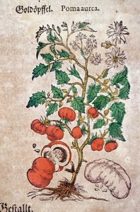 المعشبة: بلانوما أورش نباتي يمثل نبات طماطم (Caulis floridus). نقش في "Kreutterbuch Des Hochgelehrten unnd weitberuhmten Herrn D. Petri Andreae Matthioli" لـ Pietro Andrea Mattioli (Matthiole بواسطة بيترو أندريا ماتيولي
