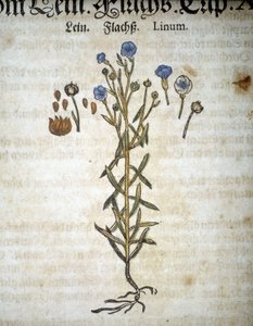 لين أو لينوم - في "" Herbarium Mattioli "". بواسطة بيترو أندريا ماتيولي