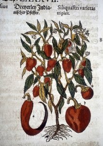 الفلفل أو Siliquaftri varietas triplex - In "" Herbier Mattioli "" بواسطة بيترو أندريا ماتيولي