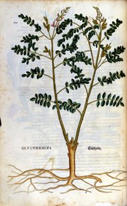 عرق السوس. نقش - في "" Kreutterbuch Dess السيد د. بيتري أندريا ماتيولي ذو المعرفة العالية والمشهور "" بقلم بيترو أندريا ماتيولي (ماتيولي) (1500-1577). فرانكفورت بواسطة بيترو أندريا ماتيولي