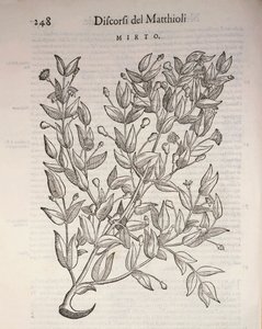 ترو ميرتل (Myrtus communis) ، نقش بواسطة Pier Andrea Mattioli بواسطة بيترو أندريا ماتيولي