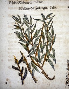 فرع الصفصاف - في "" Herbarium mattioli "" بواسطة بيترو أندريا ماتيولي