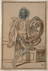 MS Hunter 653 Plate V Anatomical Drawing ، c.1610 (قلم رصاص وطباشير على ورق)