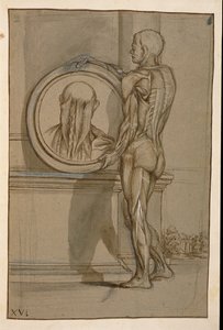 Ms Hunter 653 Plate XVI ، رسم تشريحي ، ج .1610 (قلم رصاص وطباشير على ورق) بواسطة بيترو دا كورتونا