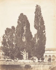 أشجار السرو القديمة في دير كارثوسيان ، روما ، 1853-1856. بواسطة ربما بواسطة جين مارثا سانت جون.