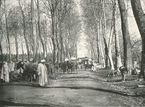 المعرض والسوق العربي ، بوفاريك ، الجزائر ، 1895. بواسطة شركة بولتون وشركاه