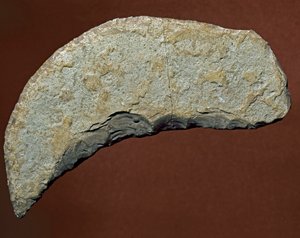 Prehistoire: chopper type tool of lithic manufacture of Kjokkenmoddinger, denmark. Paleolithic. Verone, Museo Civico di Storia Naturale, Italy بواسطة عصور ما قبل التاريخ