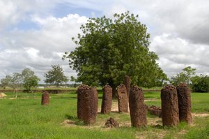 Prehistory: Megalithic circle of stones from Wassu, Gambia (photo) بواسطة عصور ما قبل التاريخ