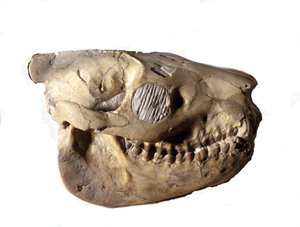 عصور ما قبل التاريخ: جمجمة Oreodon (أو Merycoidodon) ، ديناصور. عصر حقب الحياة الحديثة ، فترة Oligocene. وجدت في ولاية ساوث داكوتا في الولايات المتحدة. بواسطة عصور ما قبل التاريخ
