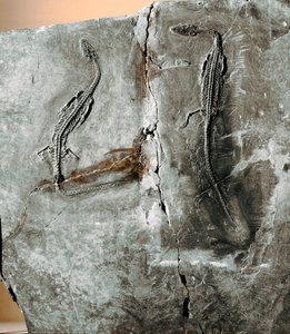 عصور ما قبل التاريخ: أحافير الديناصورات pachycephalosaurus. فترة الكريتاس. المتحف المدني للتاريخ الطبيعي ، ميلانو بواسطة عصور ما قبل التاريخ