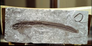عصور ما قبل التاريخ: أحفوري الأسماك Eomirus Formosissimus من موقع جبل بولكا (إيطاليا). فترة الأيوسين. المتحف المدني للتاريخ الطبيعي ، ميلانو بواسطة عصور ما قبل التاريخ