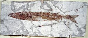 عصور ما قبل التاريخ: حفرية سمكية Sphyraena Bolcensis من موقع جبل بولكا (إيطاليا). فترة الأيوسين. Museo civico di storia naturale ، ميلانو بواسطة عصور ما قبل التاريخ