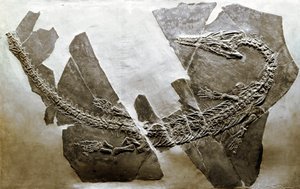 عصور ما قبل التاريخ: أحفورة الزاحف المائي Askeptosaurus italicus من بيزانو (إيطاليا). فترة العصر الترياسي الأوسط. Museo civico di storia naturale ، ميلانو بواسطة عصور ما قبل التاريخ