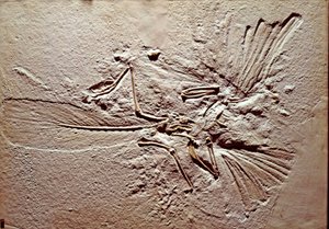 Prehistory: fossil of the bird Archaeopteryx (archeopteryx) Lithographica from the site of Solnhofen (Germany). Superior Jurassic. Museo civico di storia naturale, Milan بواسطة عصور ما قبل التاريخ