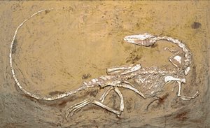 عصور ما قبل التاريخ: أحفورة ديناصور تحلل اللولب. فترة العصر الترياسي العلوي. Museo civico di storia naturale ، ميلانو بواسطة عصور ما قبل التاريخ