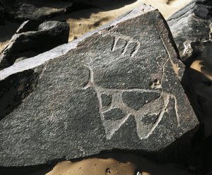 عصور ما قبل التاريخ ، الفن الصخري: صخرة خطيرة لتمثيل الماشية. أسلوب تازينا. العصر الحجري 5000-2000 ق. تاغيت ، هضبة الحقار العليا ، الجزائر بواسطة عصور ما قبل التاريخ