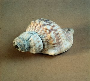 عصور ما قبل التاريخ: قذيفة من عقدة Triton مثقوبة ، تستخدم كصفارة من Necropole of Arene Candide (Finale Liguria) ، Liguria. العصر الحجري الحديث الأوسط ، العصر الحجري. الجينات ، متحف علم الآثار بواسطة عصور ما قبل التاريخ