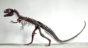 عصور ما قبل التاريخ: هيكل عظمي للديناصور Allosaurus fragilis. فترة العصر الجوراسي الأعلى. المتحف المدني للتاريخ الطبيعي ، ميلانو بواسطة عصور ما قبل التاريخ